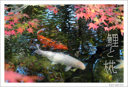 ��ȥ�ߥ��ʹ��ű�ˤơˡ��̿�2