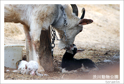 ����ưʪ���ࡡ���Ӥνл�2