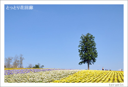 とっとり花回廊 写真