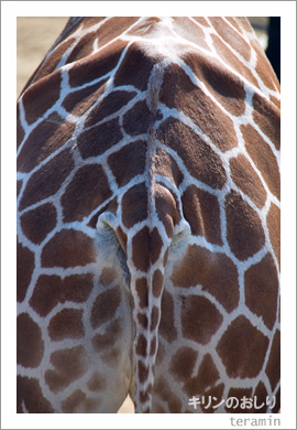 �����Τ�����