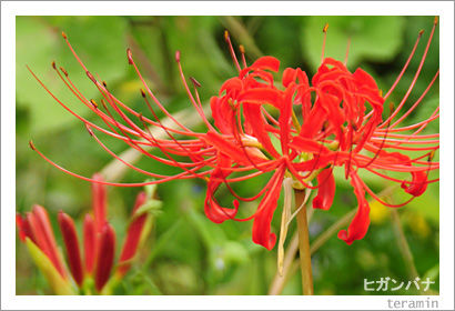 �ҥ���Хʡ��̿�2