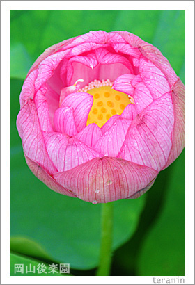 ������ڱ�Υϥ����̿�1