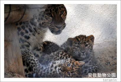 �º�ưʪ���ࡡ�̿�2