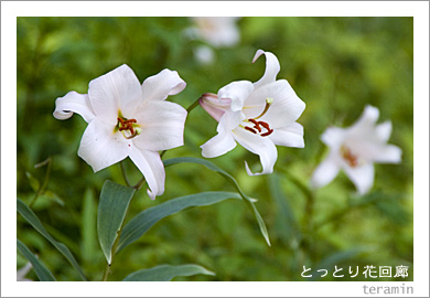 �ȤäȤ�ֲ�ϭ�Υ������