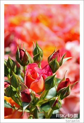 RSK�Х�ࡡ�̿�5