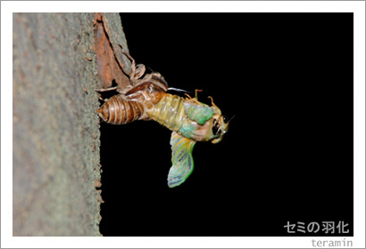 ���ߤα������̿�4