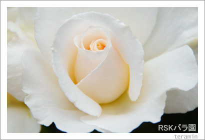 RSK�Х�ࡡ�̿�6