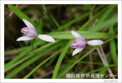 �����������ݸ�󥿡����ȥ��������̿�