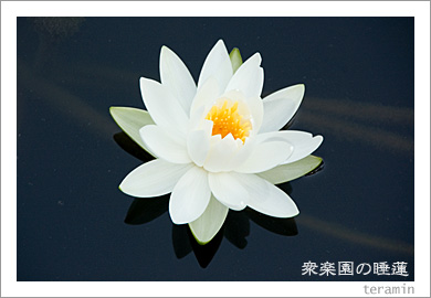 衆楽園の睡蓮3