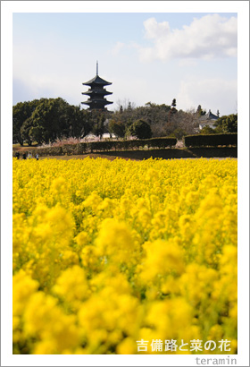 ����ϩ�Ⱥڤβ֡��̿�4