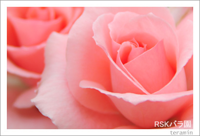 RSK�Х�ࡡ�̿�5