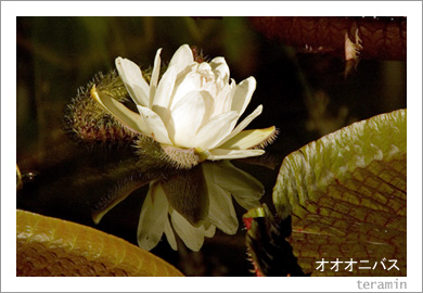 �������˥Х�3