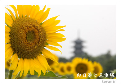 �������ȸ޽���2