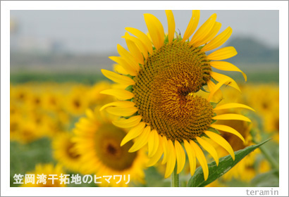 �޲������ϤΥҥޥ�ꡡ�̿�2