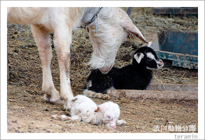 ����ưʪ���ࡡ���Ӥνл�3