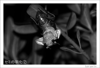 セミの羽化 写真2