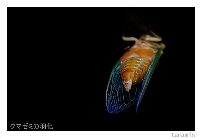 ���ޥ��ߤα���3