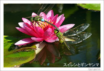 ginyanma