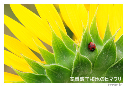 �޲������ϤΥҥޥ�ꡡ�̿�3