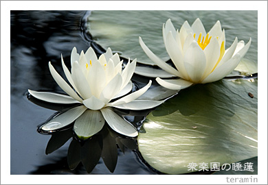衆楽園の睡蓮2