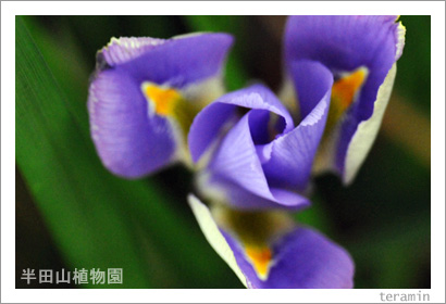 半田山植物園の花 写真4