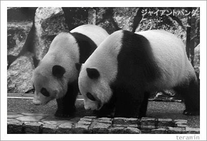 ���㥤����ȥѥ�����̿�2