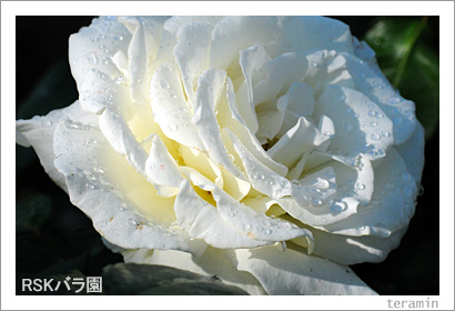 RSK�Х�ࡡ�̿�3