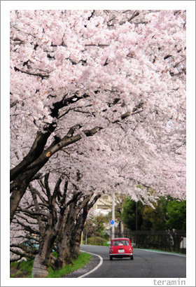 sakurmichi2