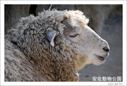 �º�ưʪ���ࡡ�̿�5