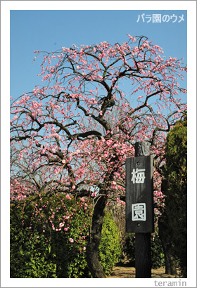 RSK�Х�����1