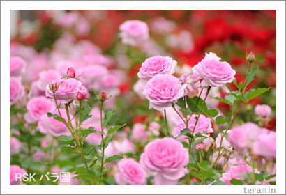 RSK�Х�ࡡ�̿�1