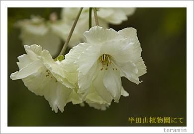 半田山植物園4