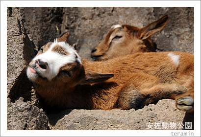 �º�ưʪ���ࡡ�̿�4