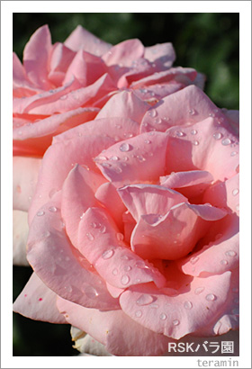 RSK�Х�ࡡ�̿�4