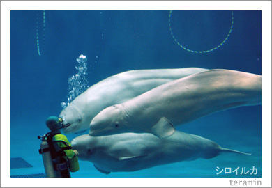 ���������Υ������륫1