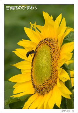 ����ϩ�ΤҤޤ��3