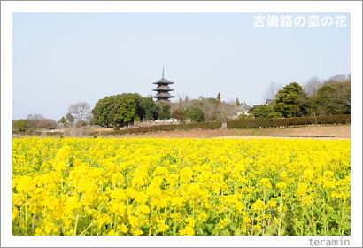 ����ϩ�κڤβ֡��̿�