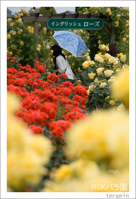 雨のRSKバラ園4