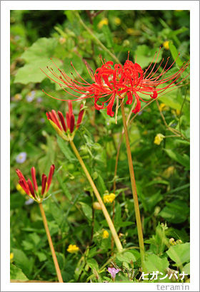 �ҥ���Хʡ��̿�1