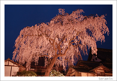 福泉坊のシダレザクラ