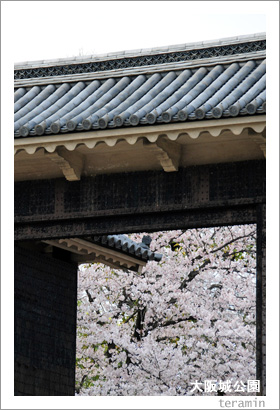 大阪城公園の桜3