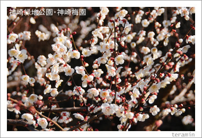 �������ϸ��ࡦ�����߱ࡡ�̿�2