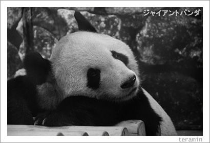 ���㥤����ȥѥ�����̿�1