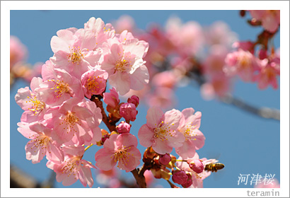妙林寺の河津桜 写真2