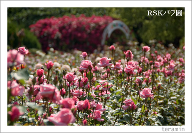 RSKバラ園3