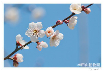 handayama120219_4