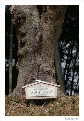 ���ᥤ�襷�Ρ�ɸ����3