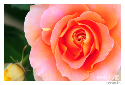 RSK�Х�ࡡ�̿�3