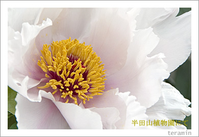 半田山植物園5