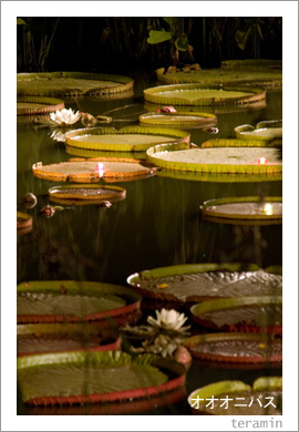 �������˥Х�1